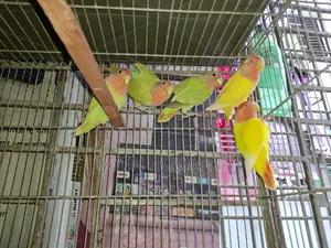 Adult Lovebird