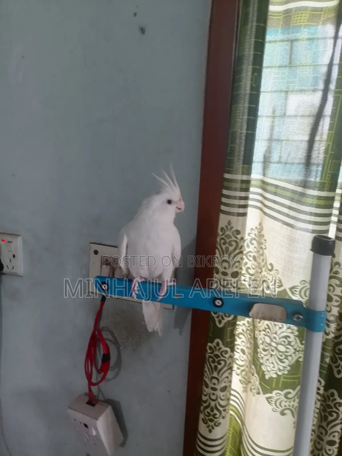 এলবিনো রেড আই ককাটেল ফিমেল টেমপাখি