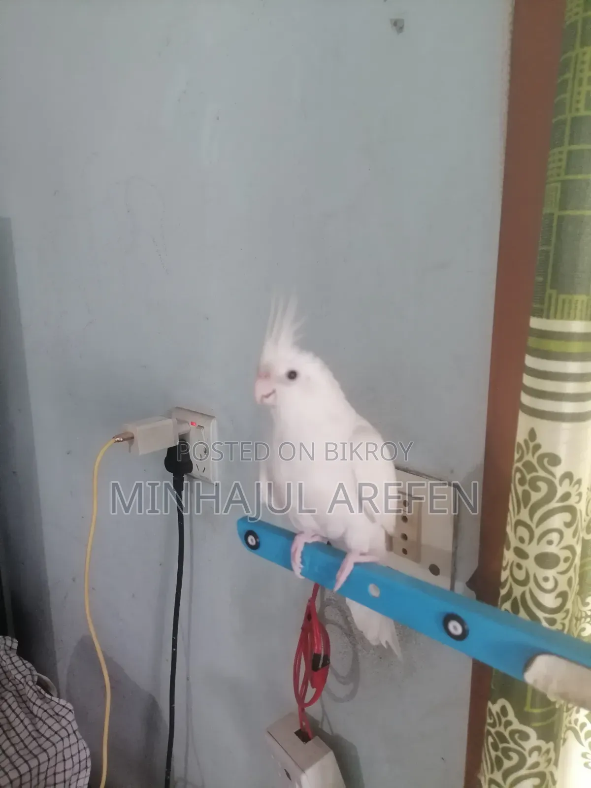 এলবিনো রেড আই ককাটেল ফিমেল টেমপাখি