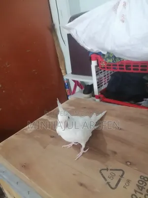 এলবিনো রেড আই ককাটেল ফিমেল টেমপাখি