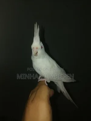 এলবিনো রেড আই ককাটেল ফিমেল টেমপাখি