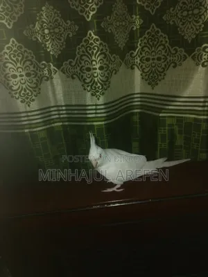 এলবিনো রেড আই ককাটেল ফিমেল টেমপাখি