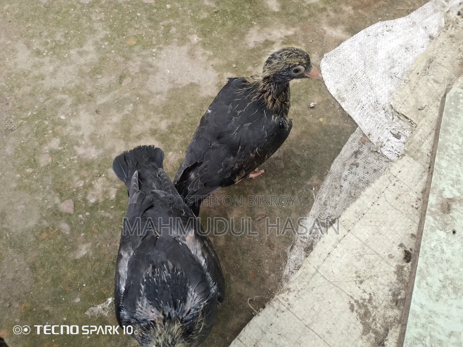 Pigeon chicks for sale