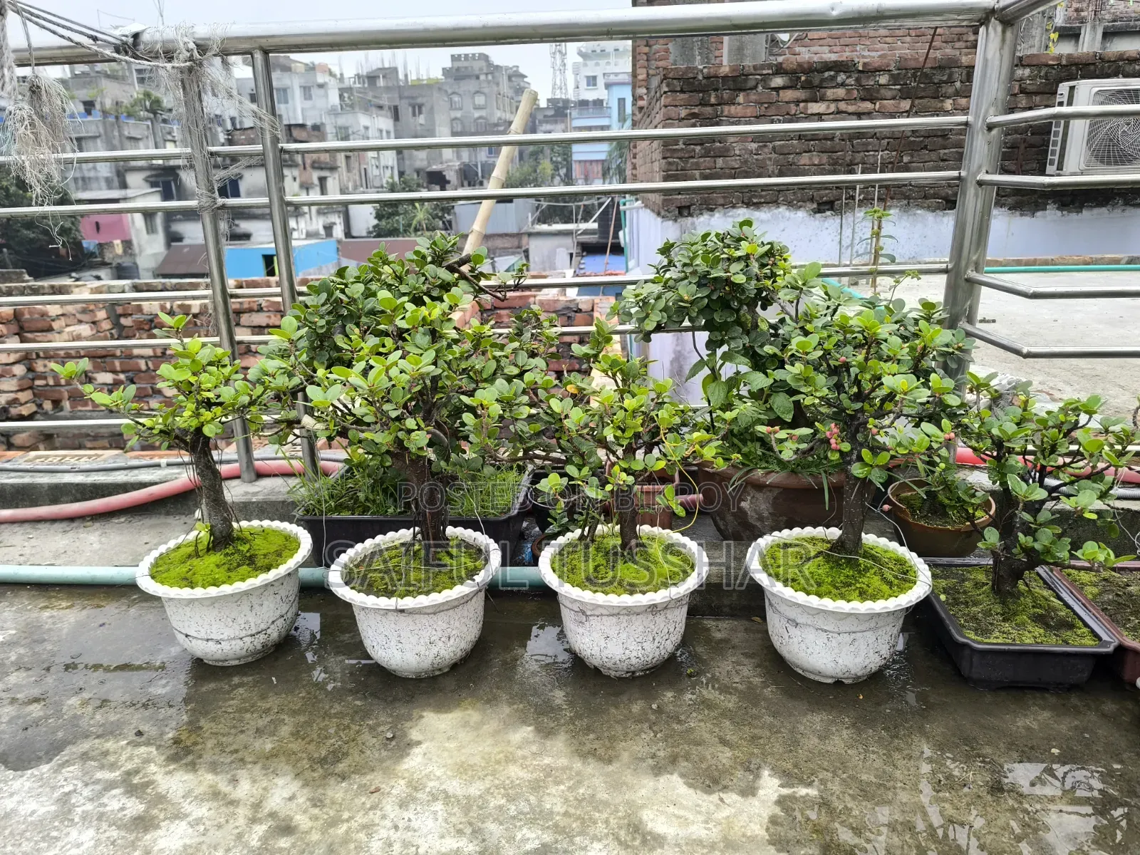 Bonsai Tree