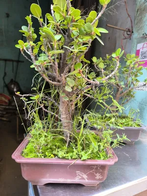 Bonsai Tree