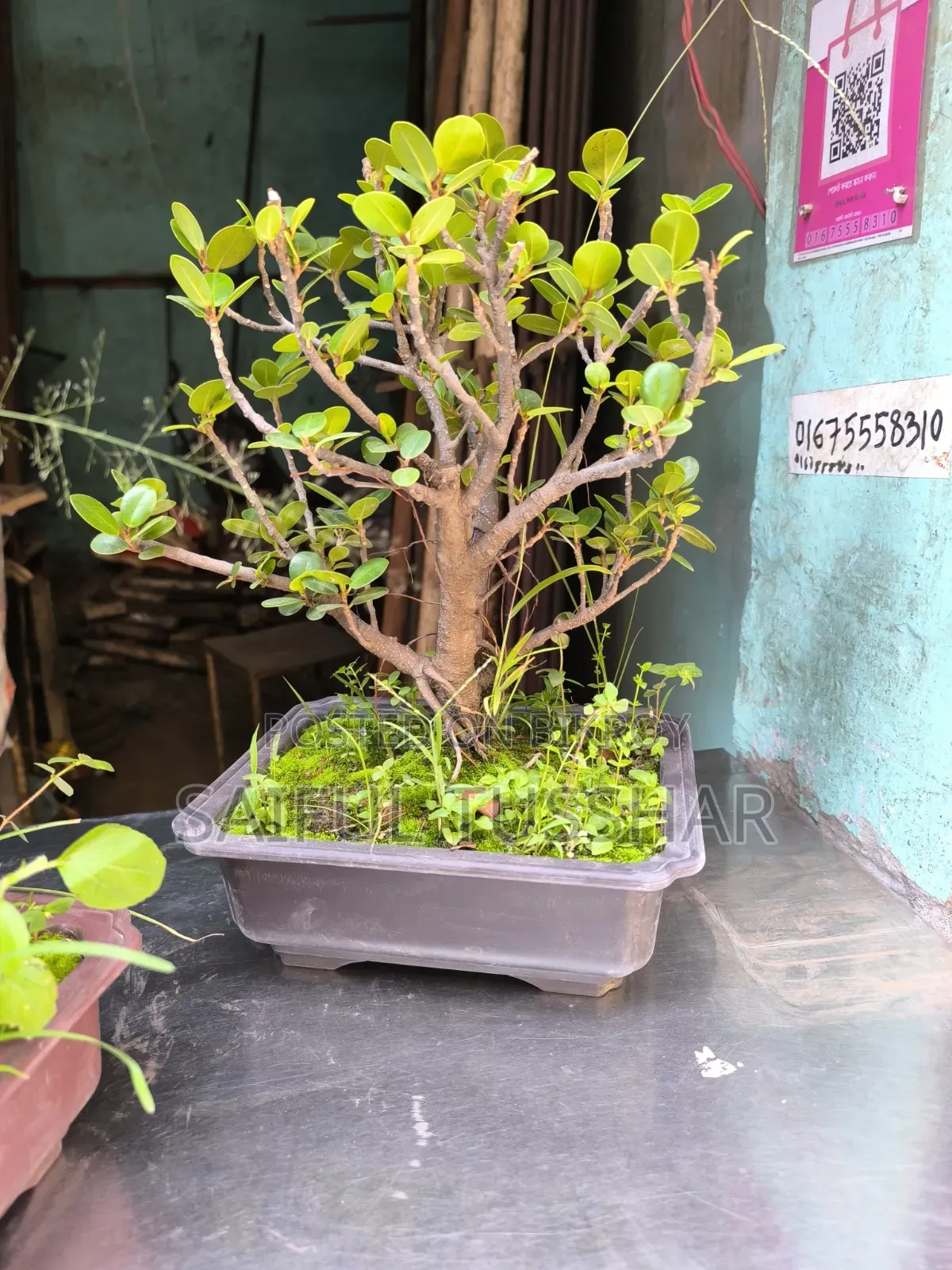 Bonsai Tree