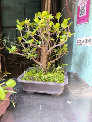 Bonsai Tree