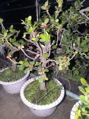Bonsai Tree