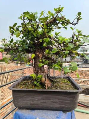 Bonsai Tree