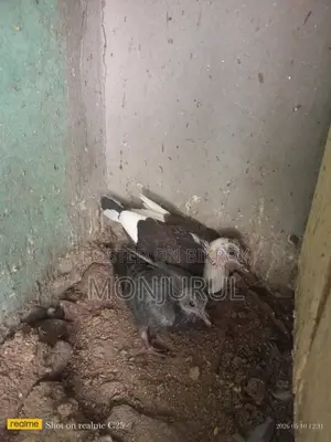 Pigeon Squabs