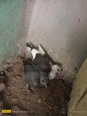 Pigeon Squabs