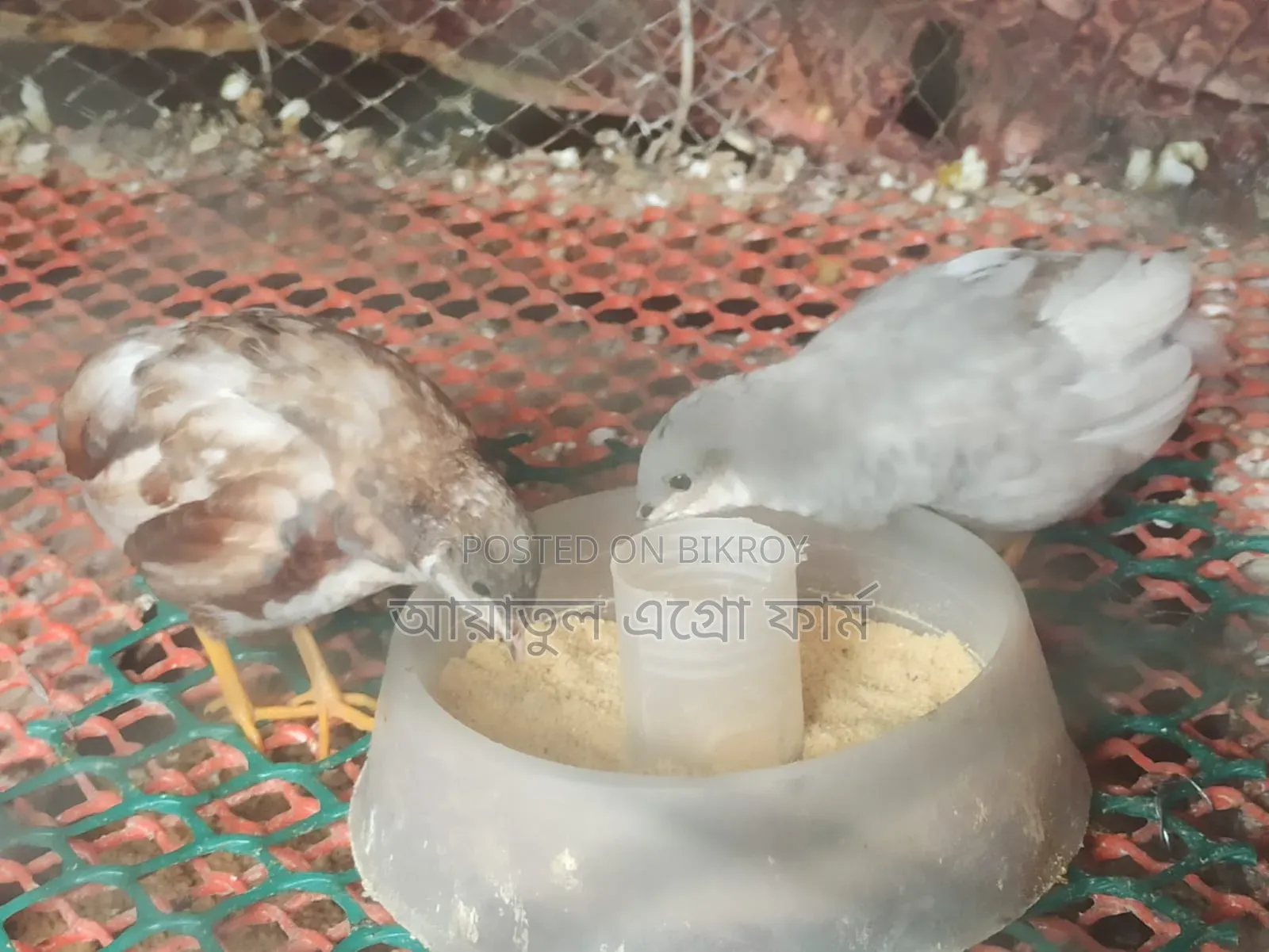 কোয়েল পাখির বাচ্চা ও বড় পাখি বিক্রি
