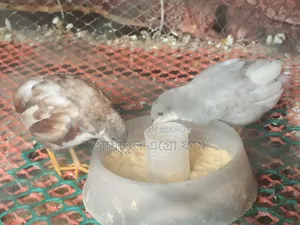 কোয়েল পাখির বাচ্চা ও বড় পাখি বিক্রি