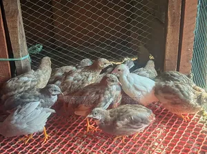 কোয়েল পাখির বাচ্চা ও বড় পাখি বিক্রি