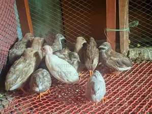 কোয়েল পাখির বাচ্চা ও বড় পাখি বিক্রি