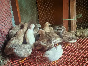 কোয়েল পাখির বাচ্চা ও বড় পাখি বিক্রি