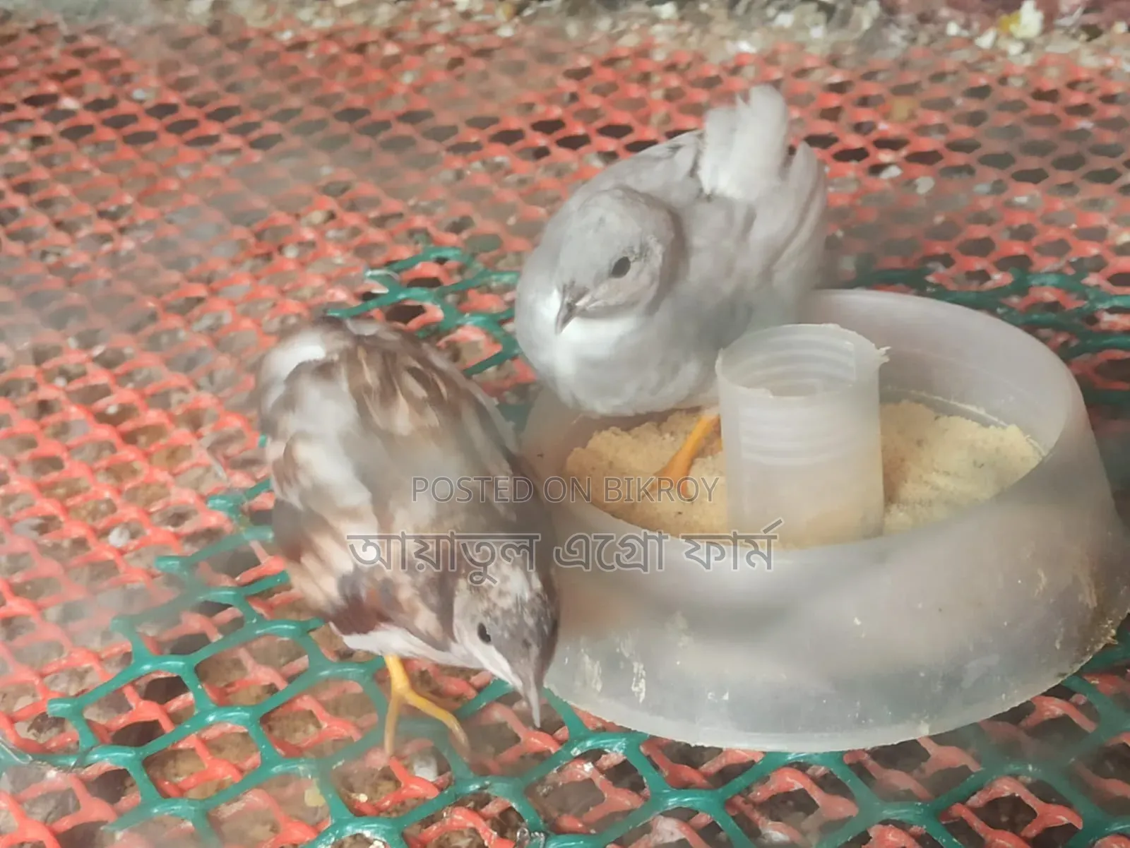 কোয়েল পাখির বাচ্চা ও বড় পাখি বিক্রি