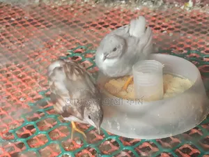কোয়েল পাখির বাচ্চা ও বড় পাখি বিক্রি