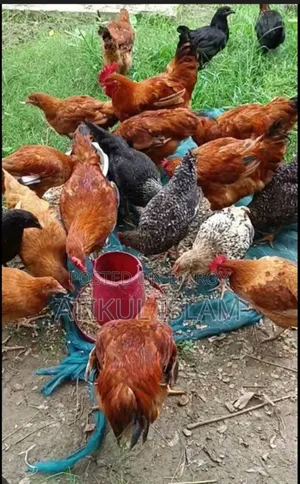 দেশি মুরগি