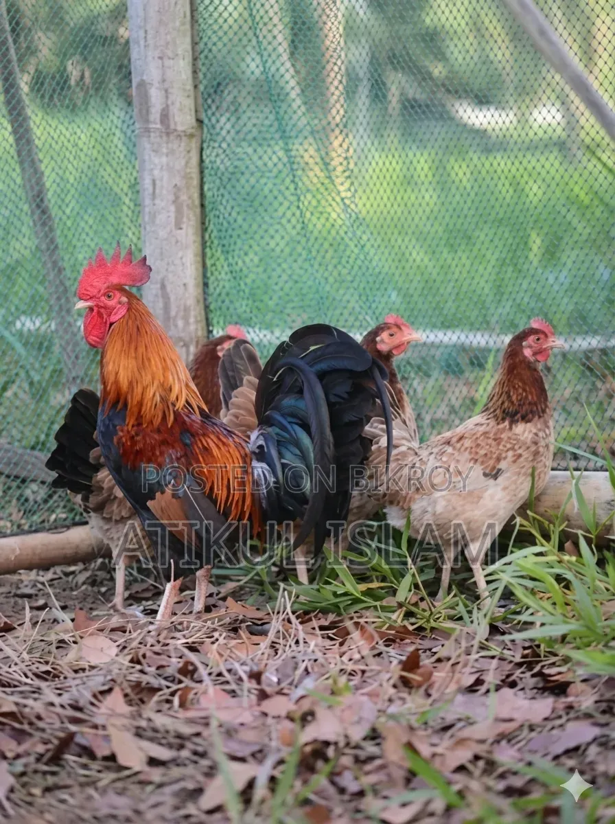 দেশি মুরগি