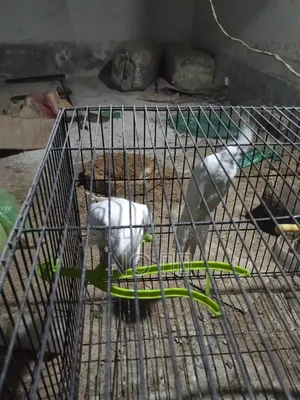 ককটেল পাখি