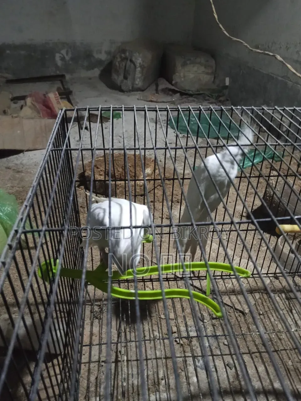 ককটেল পাখি