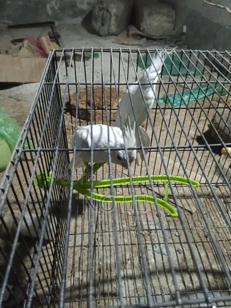ককটেল পাখি