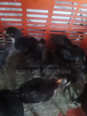 দেশি মুরগি ও কাদাকনাথ এর বাচ্চা বিক্রি