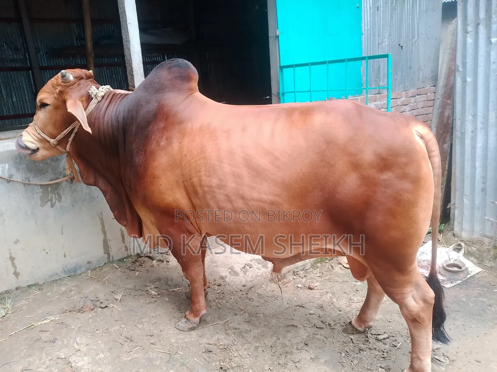কুরবানির জন্য আকর্ষণীয় লাল রঙের হৃষ্টপুষ্ট দেশি ষাঁড় বিক্রয়