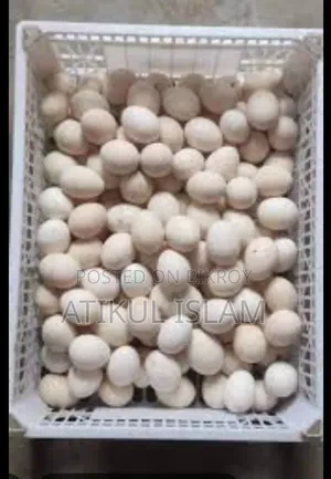 দেশি মুরগির পুষ্টিকর ডিম