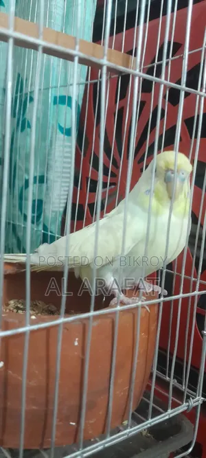 বাড্রিগার ফিমেল বিক্রি হবে
