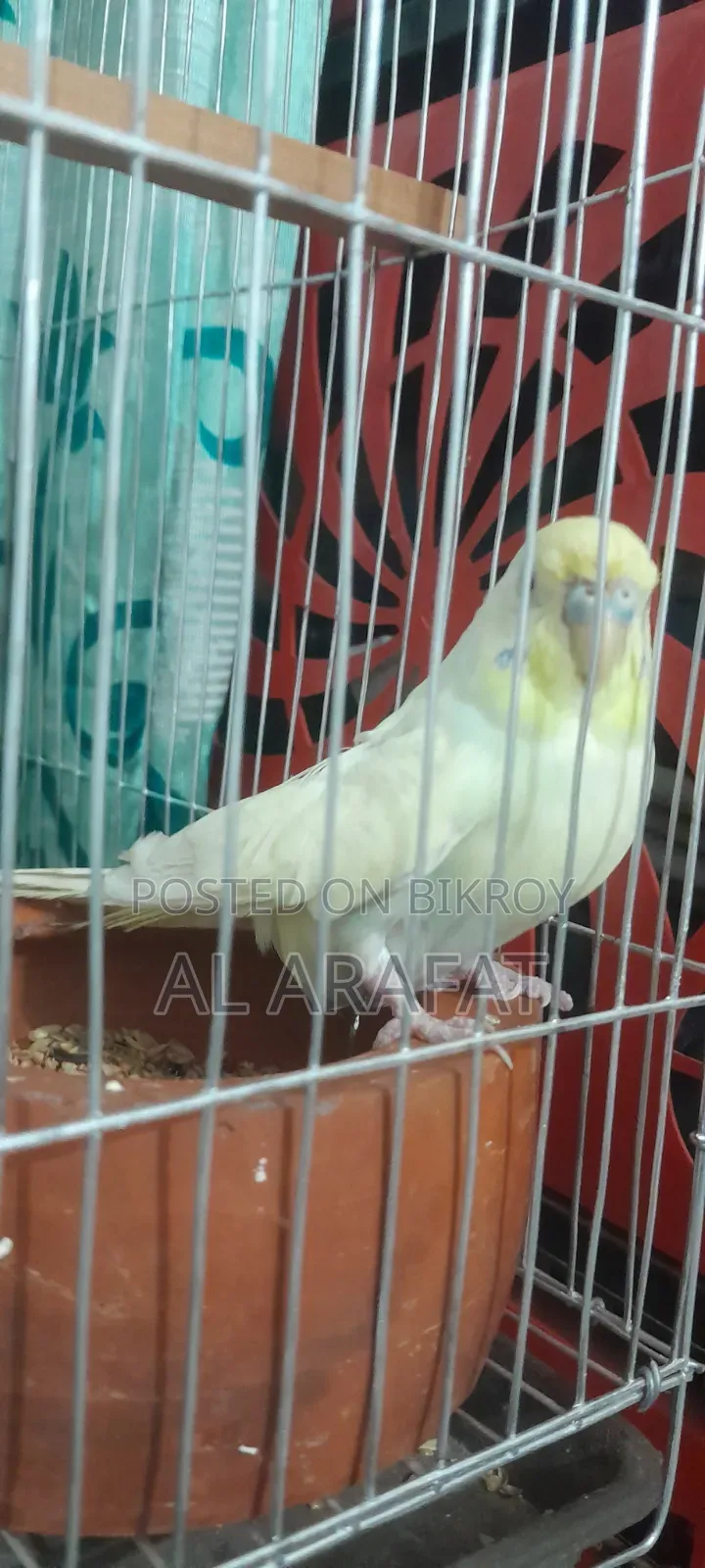 বাড্রিগার ফিমেল বিক্রি হবে