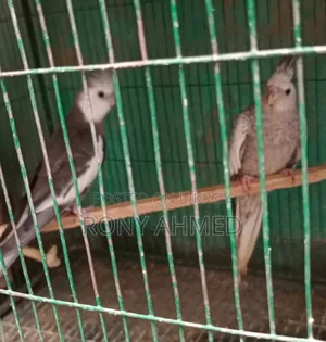 Cockatiel Bird