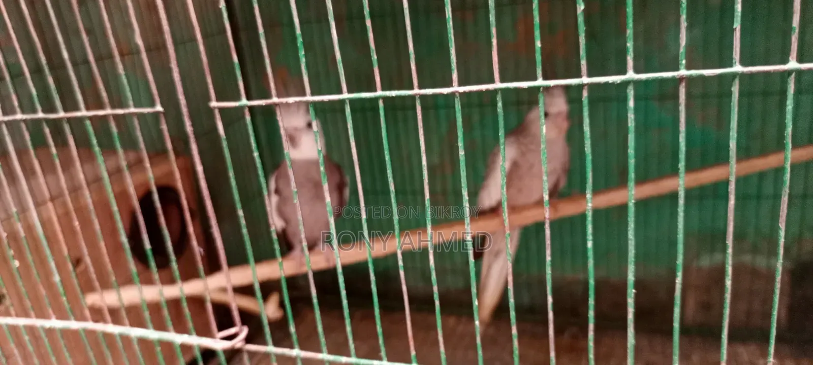 Cockatiel Bird