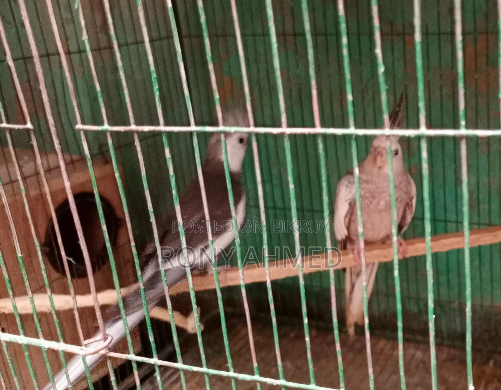 Cockatiel Bird