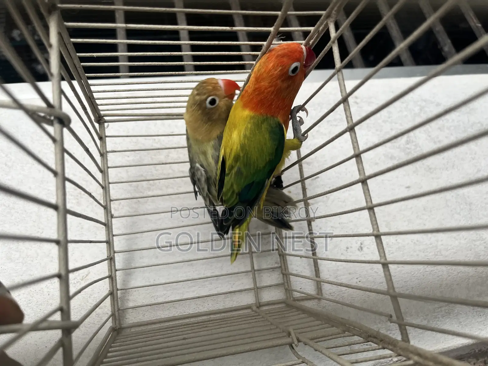 লাভ বার্ড নিউ এডাল্ট ডি এন এ পেয়ার