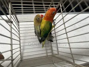 লাভ বার্ড নিউ এডাল্ট ডি এন এ পেয়ার