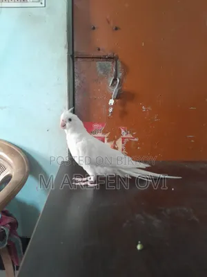 Albino Red Eyes Female Cockatiel Tame Bird