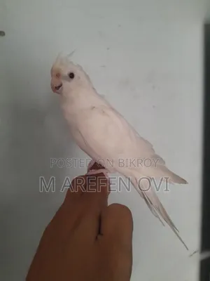 Albino Red Eyes Female Cockatiel Tame Bird