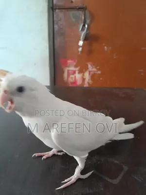 Albino Red Eyes Female Cockatiel Tame Bird
