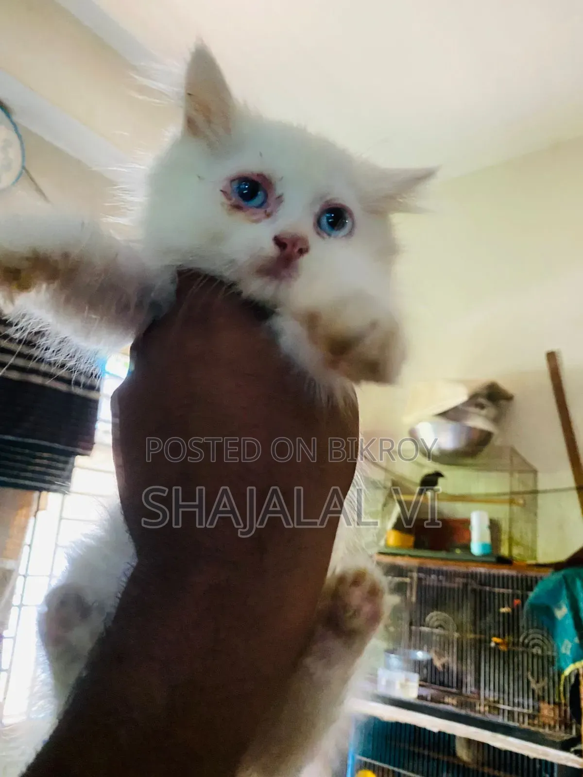 1-3 Months Male Purebred Bengal