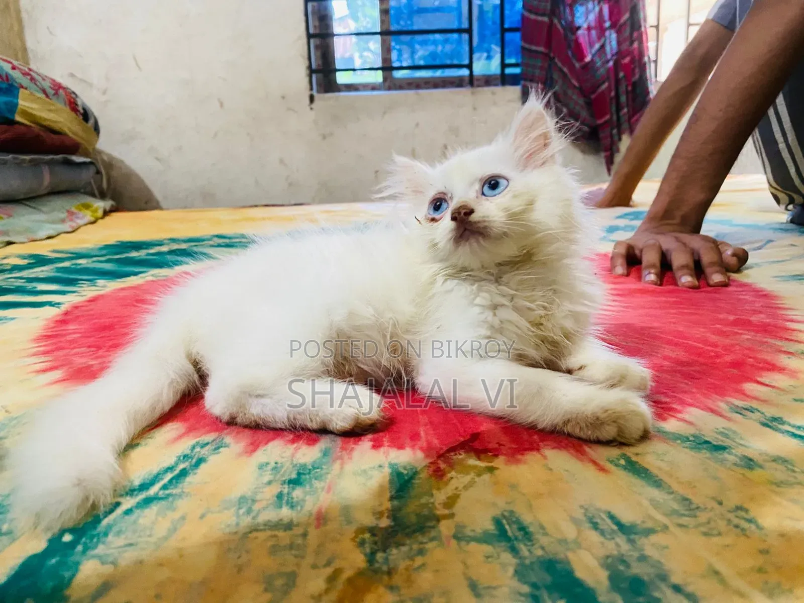 1-3 Months Male Purebred Bengal