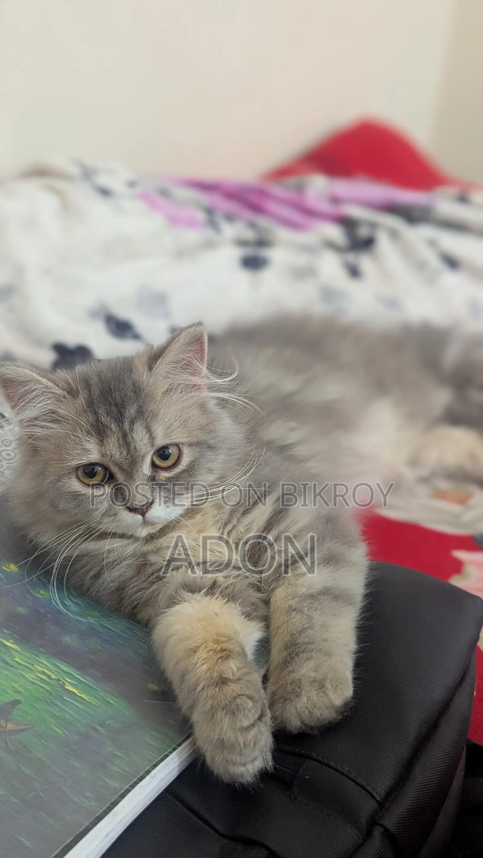 6-12 Months Female Purebred Persian