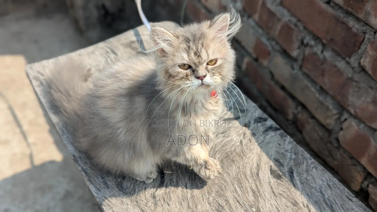 6-12 Months Female Purebred Persian