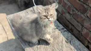 6-12 Months Female Purebred Persian