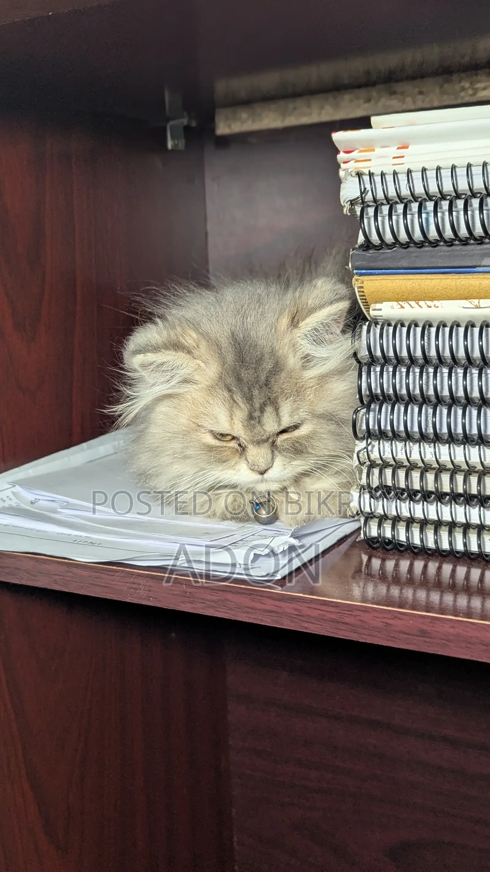 6-12 Months Female Purebred Persian