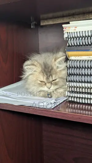 6-12 Months Female Purebred Persian