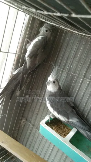 কোকাটেল পাখি