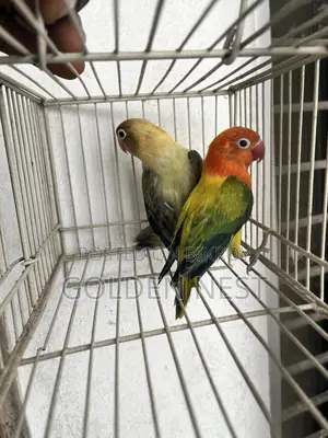 লাভ বার্ড নিউ এডাল্ট ডি এন এ পেয়ার