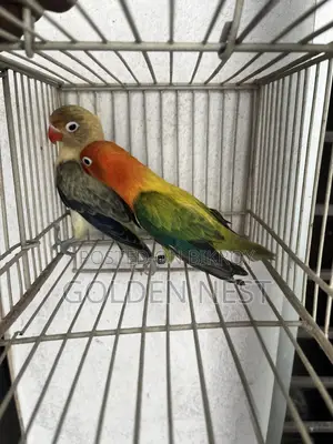 লাভ বার্ড নিউ এডাল্ট ডি এন এ পেয়ার